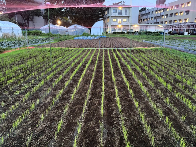 陸稲:生育が進む陸稲試験区。苗が美しく生育しています。